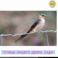 К международному дню птиц Данилова Златослава подготовила видео – презентацию на тему: «Птицы нашего двора, сада».